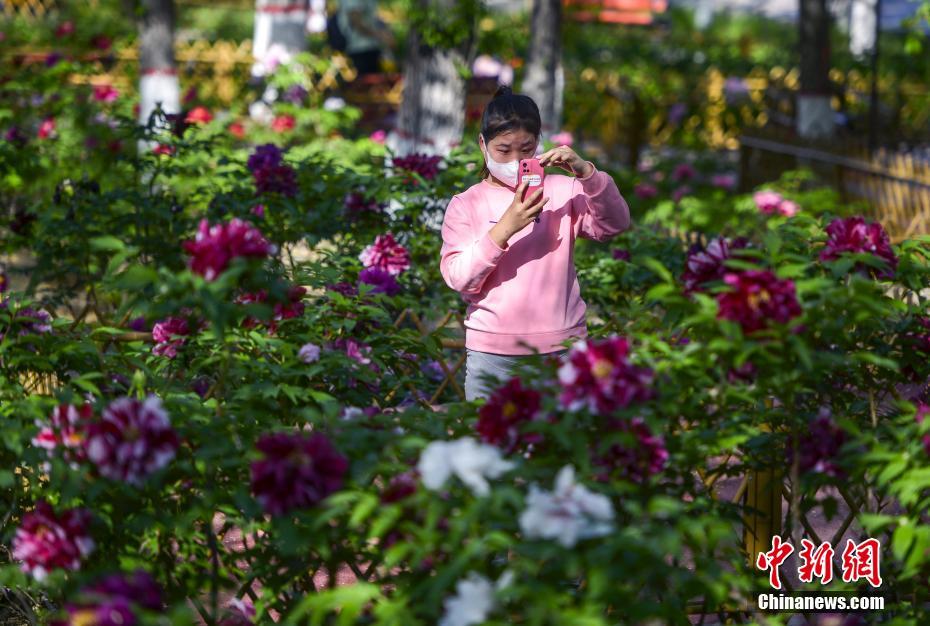 China: flores de verão florescem em todo o país