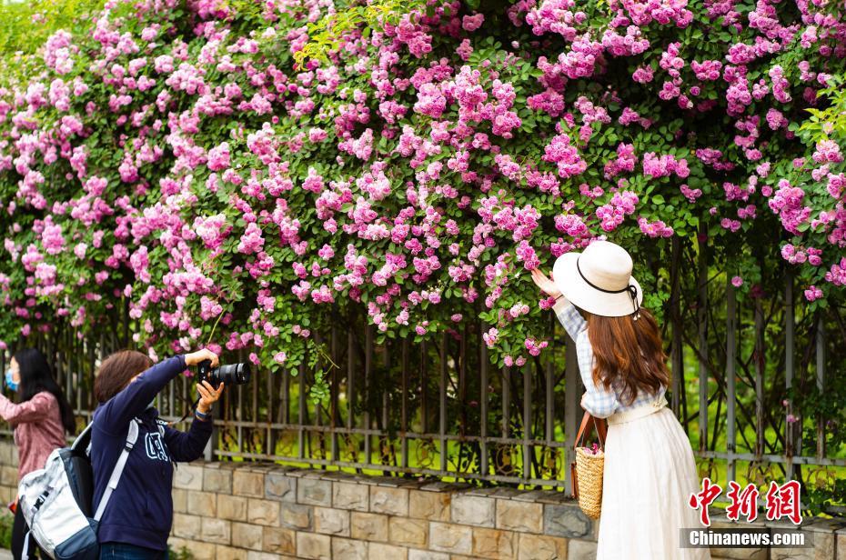 China: flores de verão florescem em todo o país