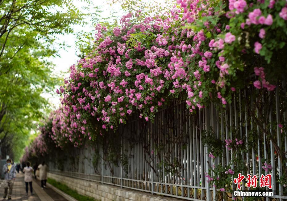 China: flores de verão florescem em todo o país