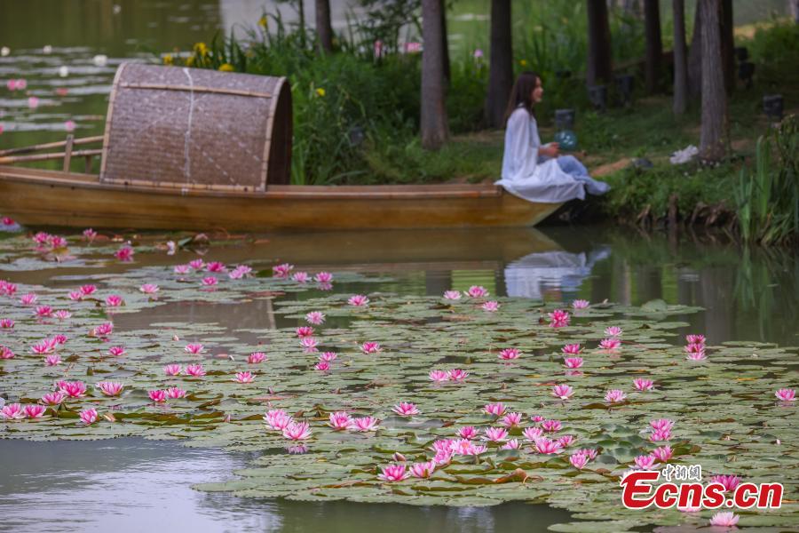 Galeria: lírios de água florescem em Nanjing