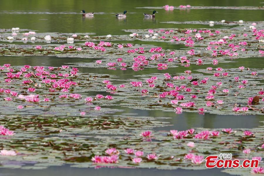 Galeria: lírios de água florescem em Nanjing