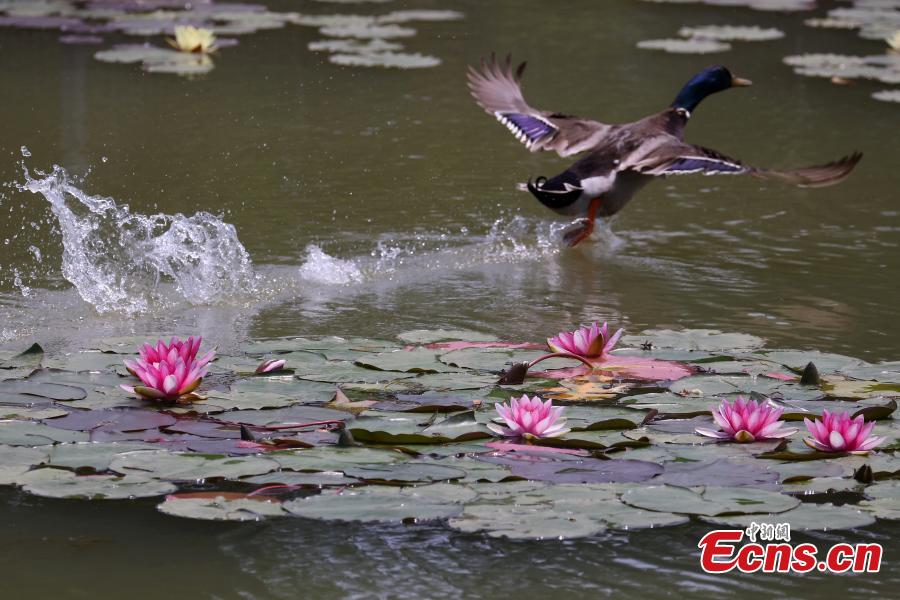 Galeria: lírios de água florescem em Nanjing