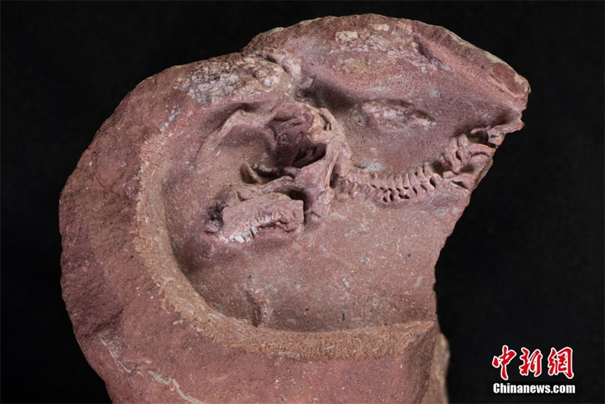 China descobre fóssil de embrião de hadrosauridae, o mais completo já registrado