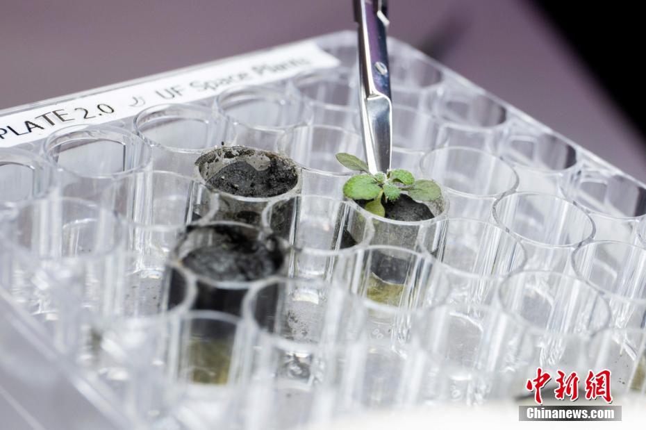 Cientistas cultivam plantas em amostras de solo lunar