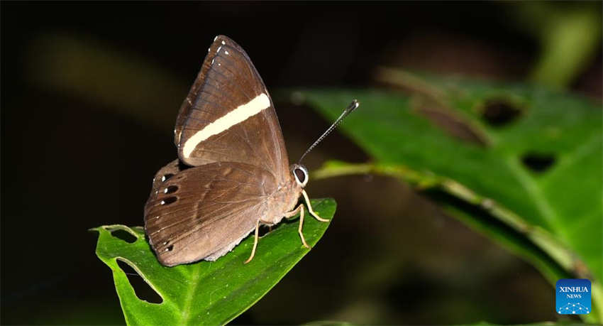 Galeria: Wuzhishan, Parque Nacional da Floresta Tropical de Hainan