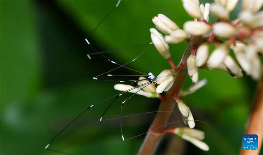 Galeria: Wuzhishan, Parque Nacional da Floresta Tropical de Hainan