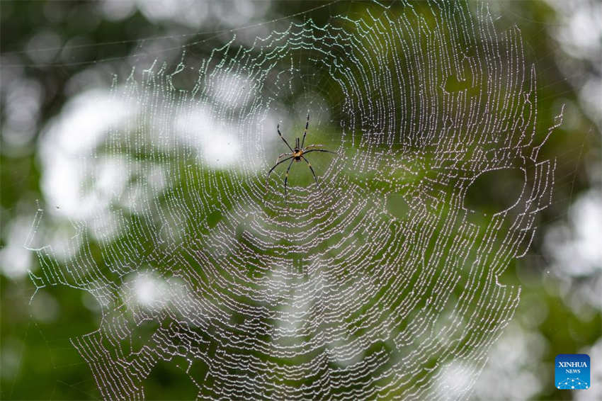 Galeria: Wuzhishan, Parque Nacional da Floresta Tropical de Hainan