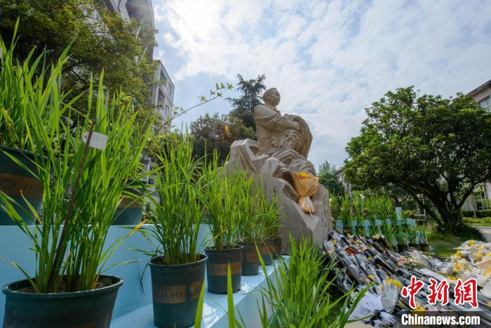 Alma mater de Yuan Longping realiza cerimônia em sua homenagem no primeiro aniversário após sua morte