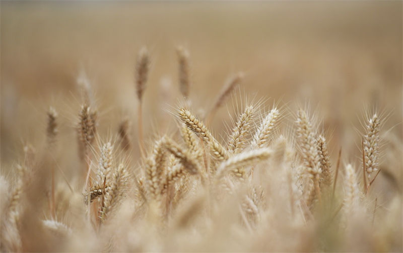 Henan: agricultores de trigo iniciam temporada de colheita