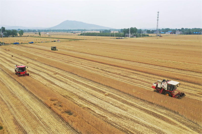 Henan: agricultores de trigo iniciam temporada de colheita