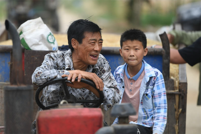 Henan: agricultores de trigo iniciam temporada de colheita