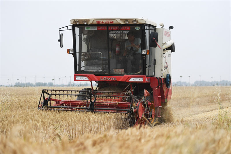 Henan: agricultores de trigo iniciam temporada de colheita