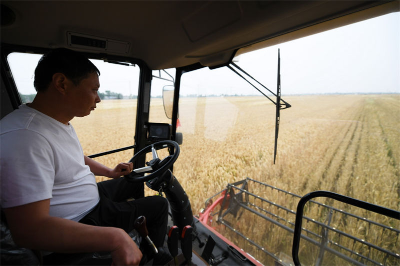 Henan: agricultores de trigo iniciam temporada de colheita