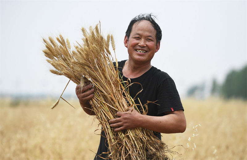 Henan: agricultores de trigo iniciam temporada de colheita