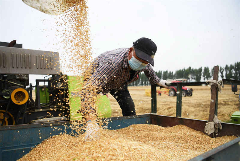 Henan: agricultores de trigo iniciam temporada de colheita