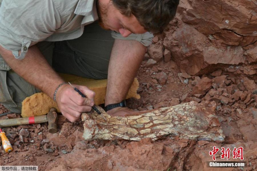 Maior pterossauro é descoberto na América do Sul