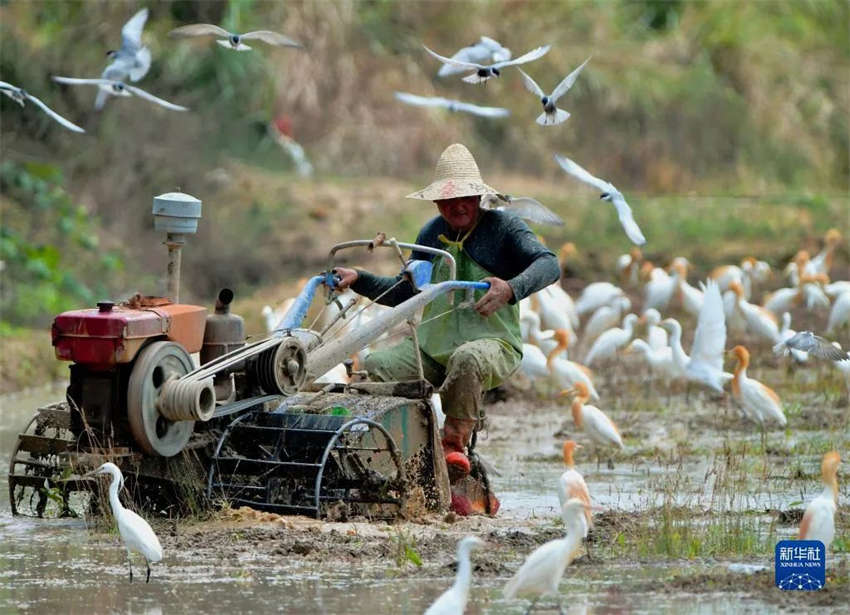 China dá as boas-vindas a época mais movimentada do ano para os agricultores