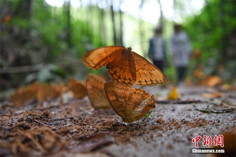 Galeria: 150 milhões de borboletas criam espetáculo natural no sudoeste da China