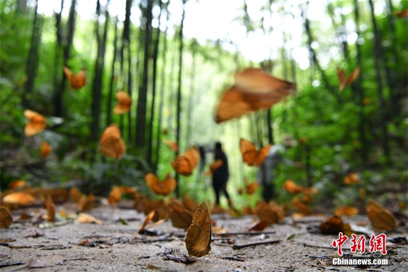 Galeria: 150 milhões de borboletas criam espetáculo natural no sudoeste da China