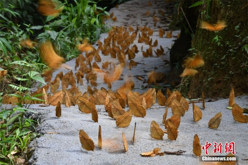 Galeria: 150 milhões de borboletas criam espetáculo natural no sudoeste da China