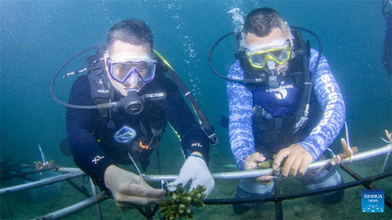 Hainan planta corais para proteger ecossistema subaquático