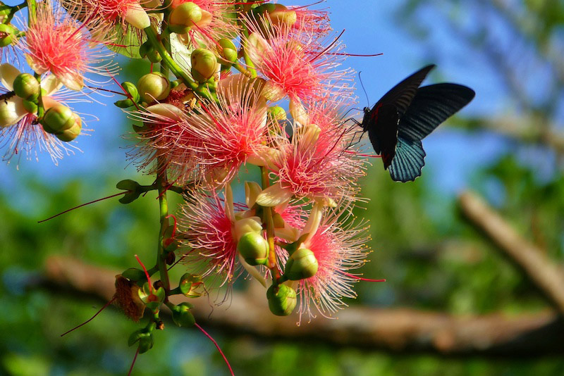 Galeria: flores de barringtonia racemosa atraem turistas em Hainan