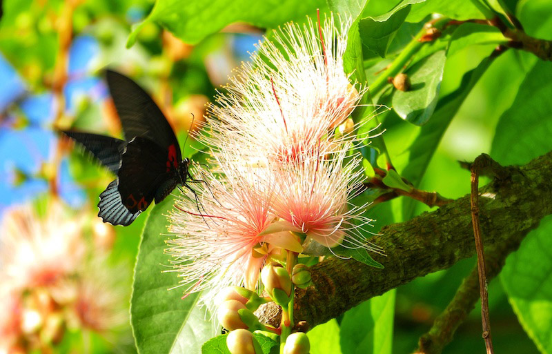 Galeria: flores de barringtonia racemosa atraem turistas em Hainan