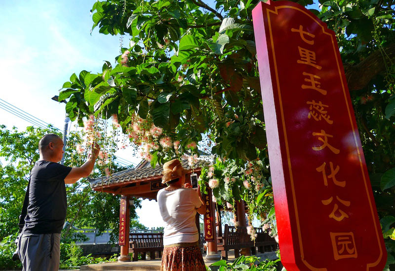 Galeria: flores de barringtonia racemosa atraem turistas em Hainan