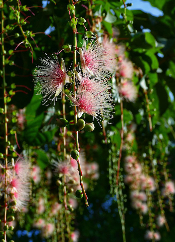 Galeria: flores de barringtonia racemosa atraem turistas em Hainan