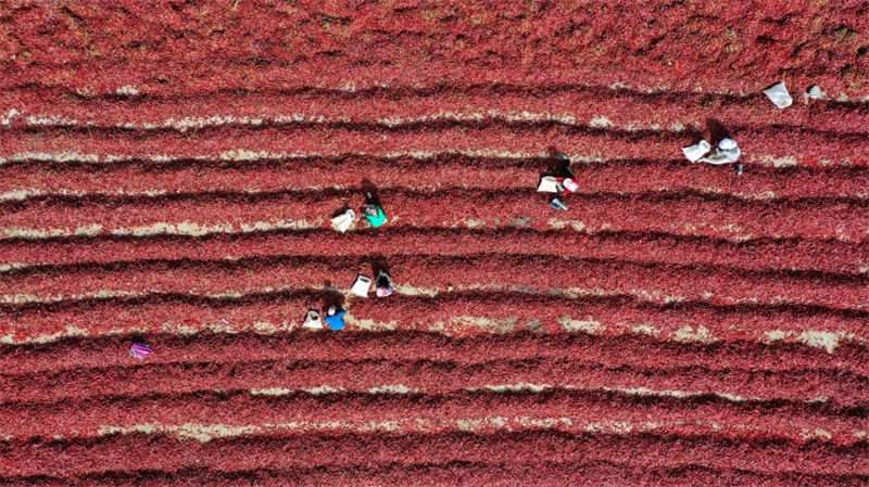 Galeria: pimentas vermelhas refletem boa vida em Xinjiang