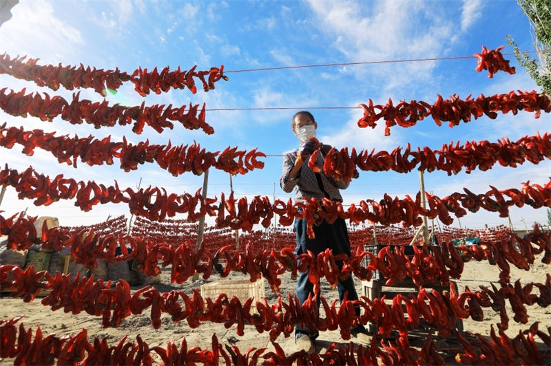 Galeria: pimentas vermelhas refletem boa vida em Xinjiang