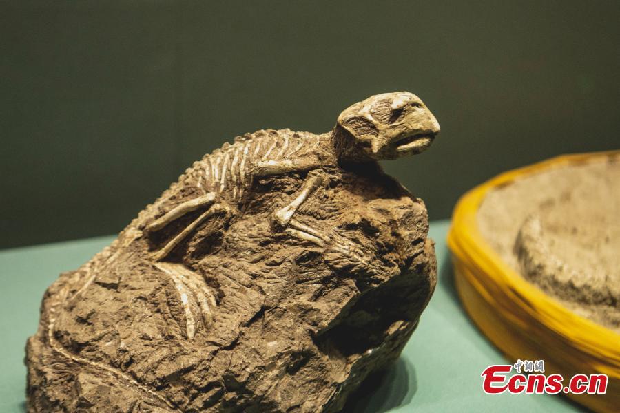 Museu de História Natural de Chengdu prestes a abrir