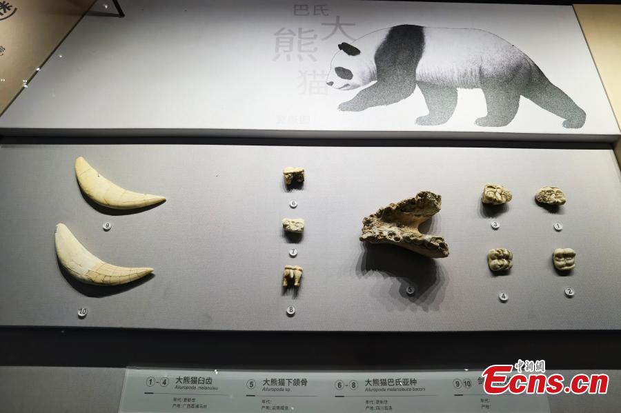 Museu de História Natural de Chengdu prestes a abrir