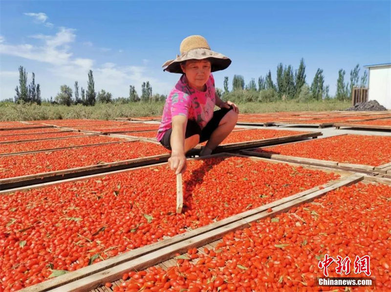 Xinjiang: agricultores de lycium chinense iniciam temporada de colheita