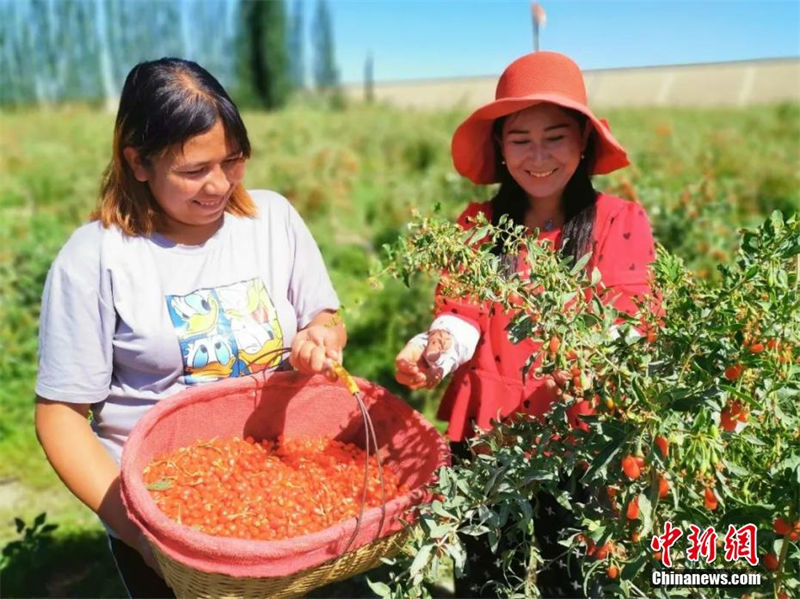 Xinjiang: agricultores de lycium chinense iniciam temporada de colheita