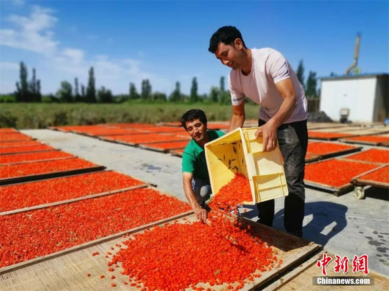 Xinjiang: agricultores de lycium chinense iniciam temporada de colheita