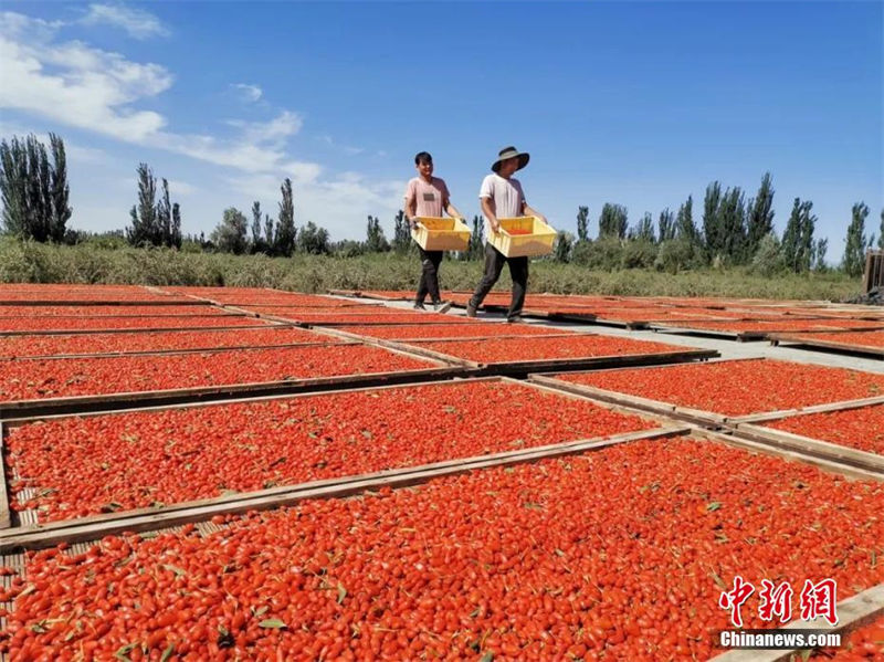 Xinjiang: agricultores de lycium chinense iniciam temporada de colheita