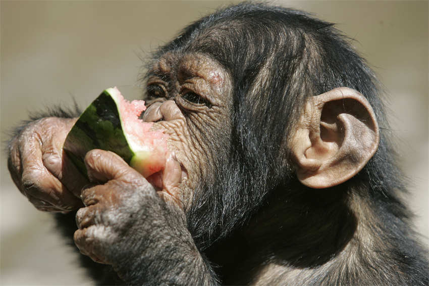 Animais des zoológicos em todo mundo recebem cuidados especiais no verão