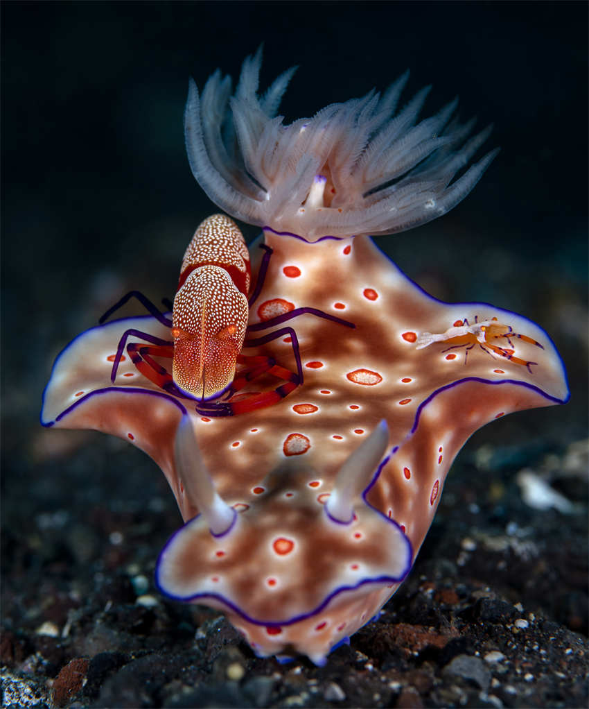 Indonésia: lesmas marinhas capturadas em macro-fotografia no mar profundo