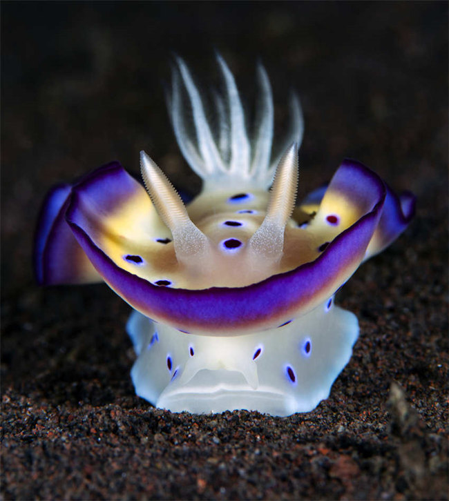 Indonésia: lesmas marinhas capturadas em macro-fotografia no mar profundo