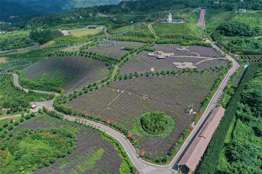 Galeria: roxo “mar de flores” de verbena em Guizhou