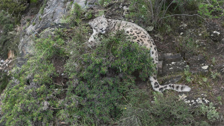 Equipe de fotografia de natureza documenta leopardo de neve nas montanhas de Qinghai