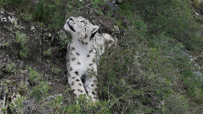 Equipe de fotografia de natureza documenta leopardo de neve nas montanhas de Qinghai