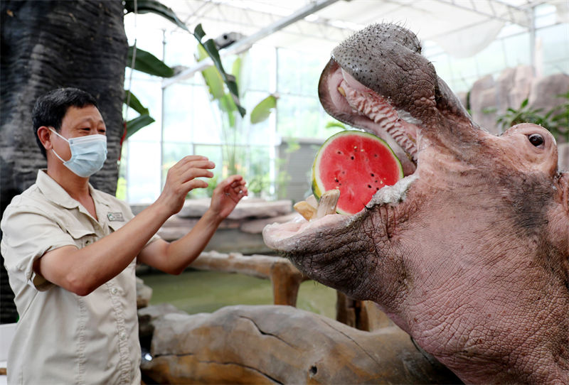 Galeria: parque natural ajuda animais a refrescarem-se em Qingdao