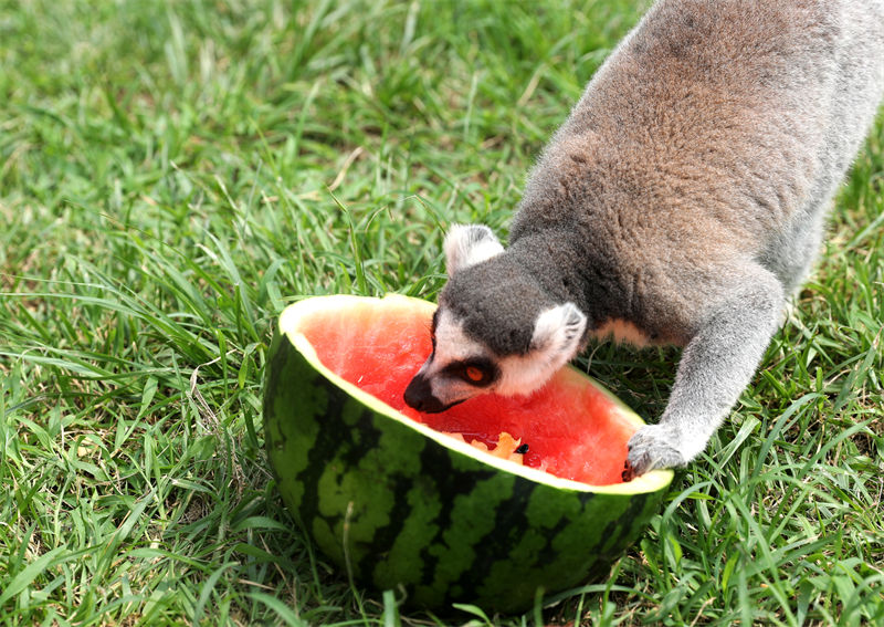 Galeria: parque natural ajuda animais a refrescarem-se em Qingdao