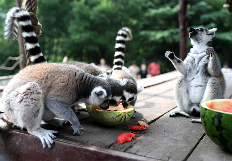 Galeria: parque natural ajuda animais a refrescarem-se em Qingdao