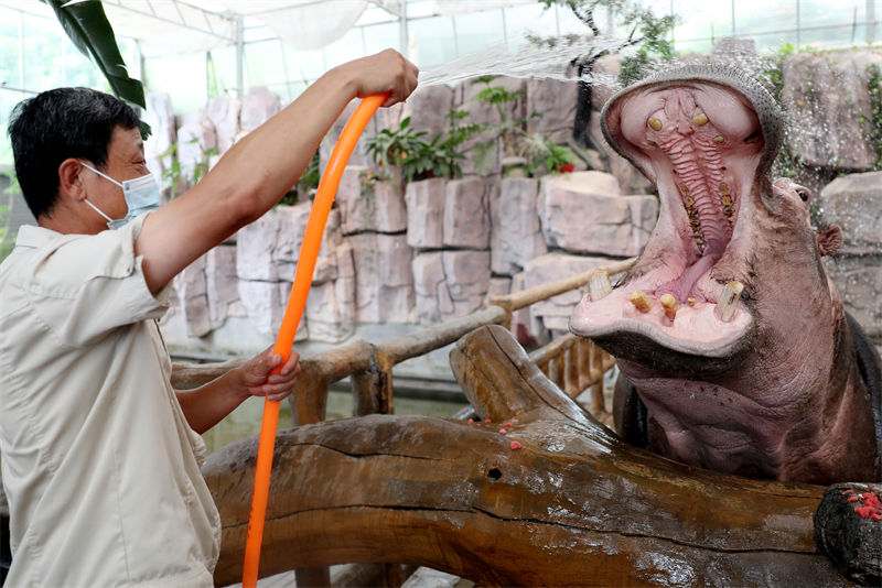 Galeria: parque natural ajuda animais a refrescarem-se em Qingdao