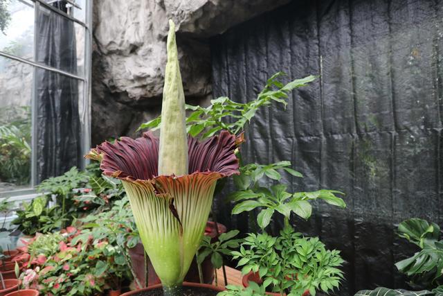 China: exemplar de amorphophallus titanum de 1,68m de altura floresce no Jardim Botânico Nacional