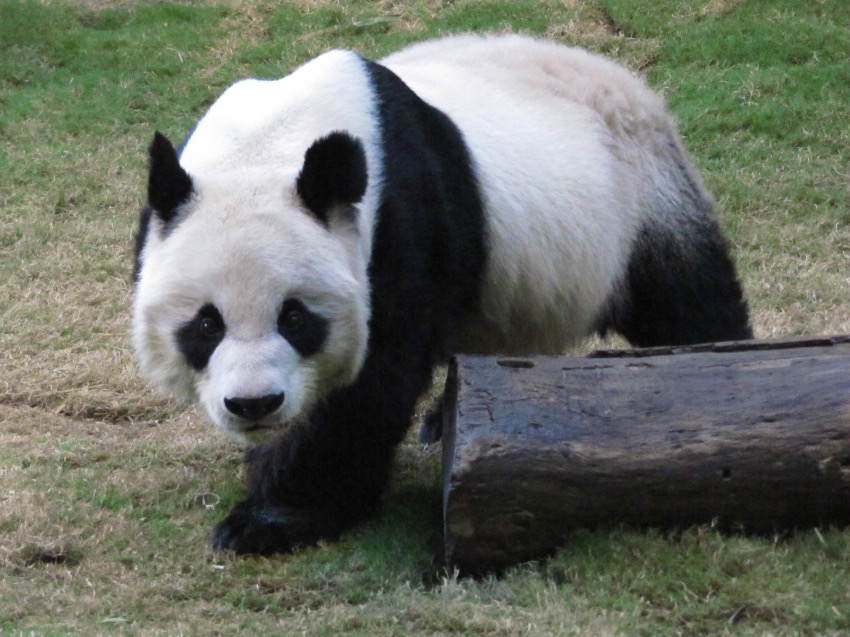 An An, panda gigante masculino de maior longevidade do mundo sob cuidados humanos, morre aos 35 anos em Hong Kong