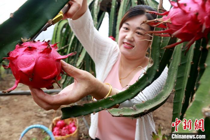 Shandong inicia pico da colheita de pitaya